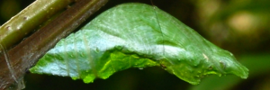 Pupae